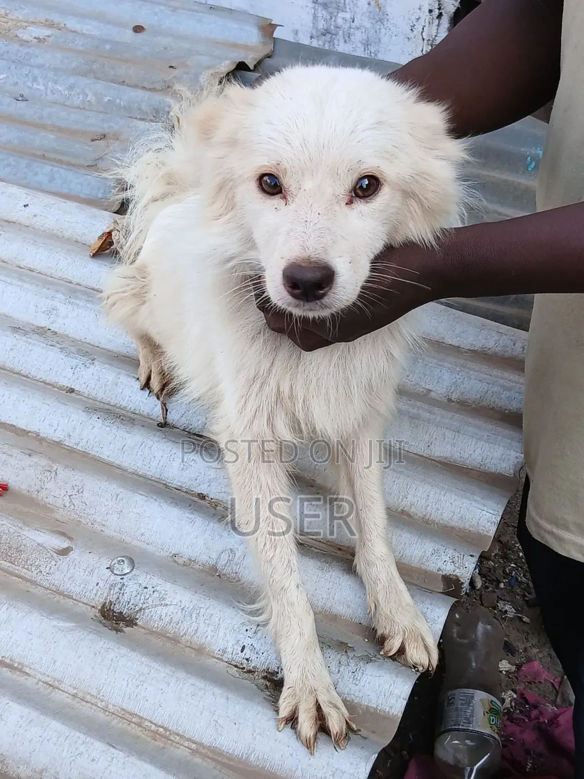 1+ year Female Mixed Breed Chihuahua