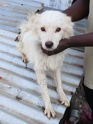 1+ year Female Mixed Breed Chihuahua