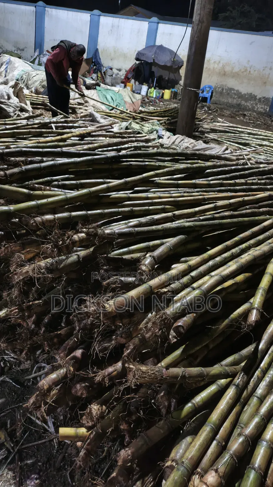 Sugarcane for Sell