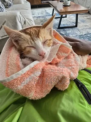 3-6 months Male Mixed Breed American Shorthair