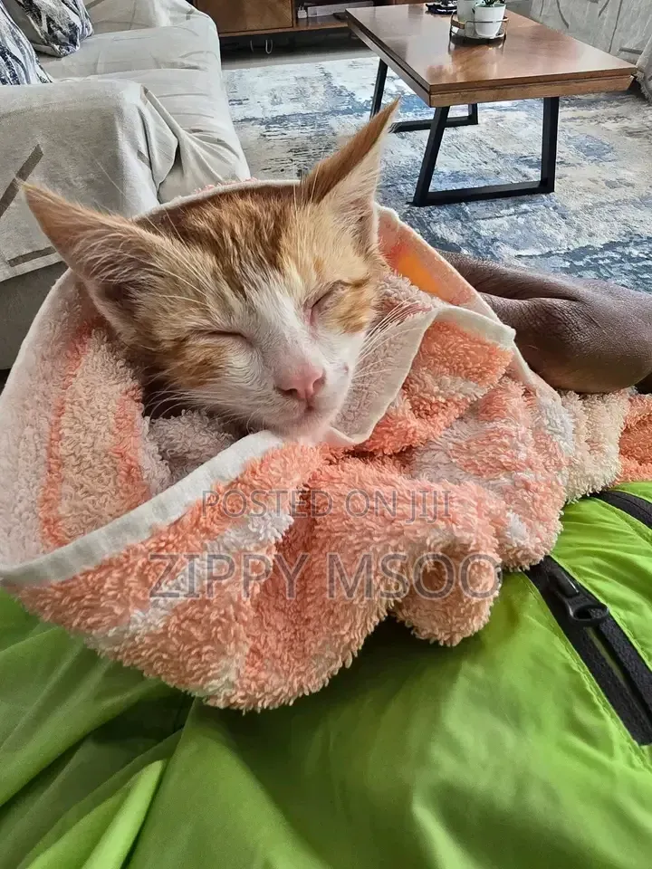 3-6 months Male Mixed Breed American Shorthair