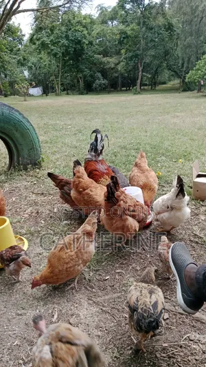 Pure Kienyeji Chickens