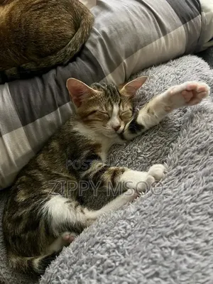 3-6 months Male Mixed Breed Tabby