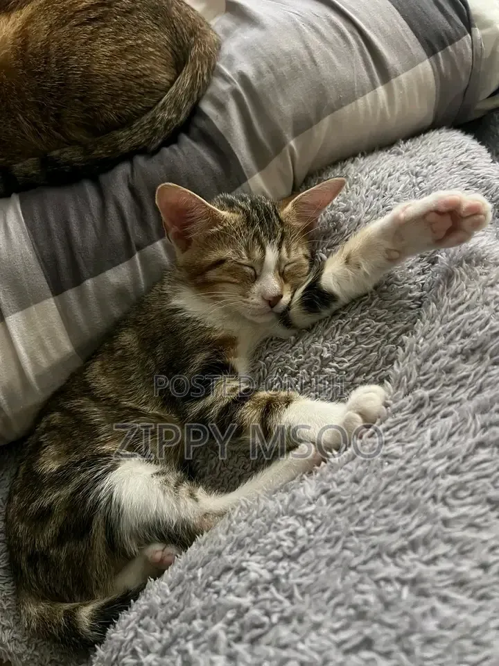 3-6 months Male Mixed Breed Tabby