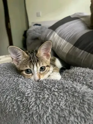 3-6 months Male Mixed Breed Tabby