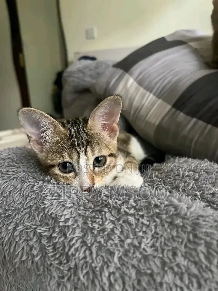 3-6 months Male Mixed Breed Tabby
