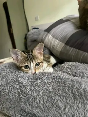 3-6 months Male Mixed Breed Tabby