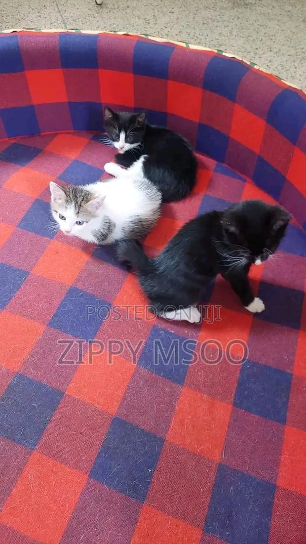3-6 months Male Mixed Breed Bombay