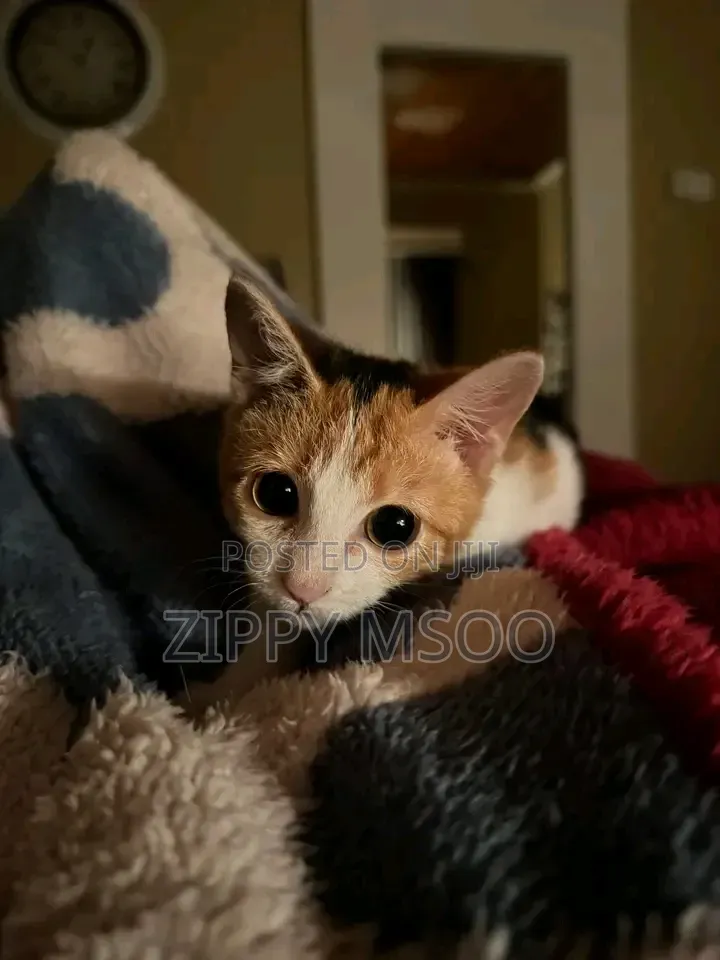 3-6 months Male Mixed Breed American Curl