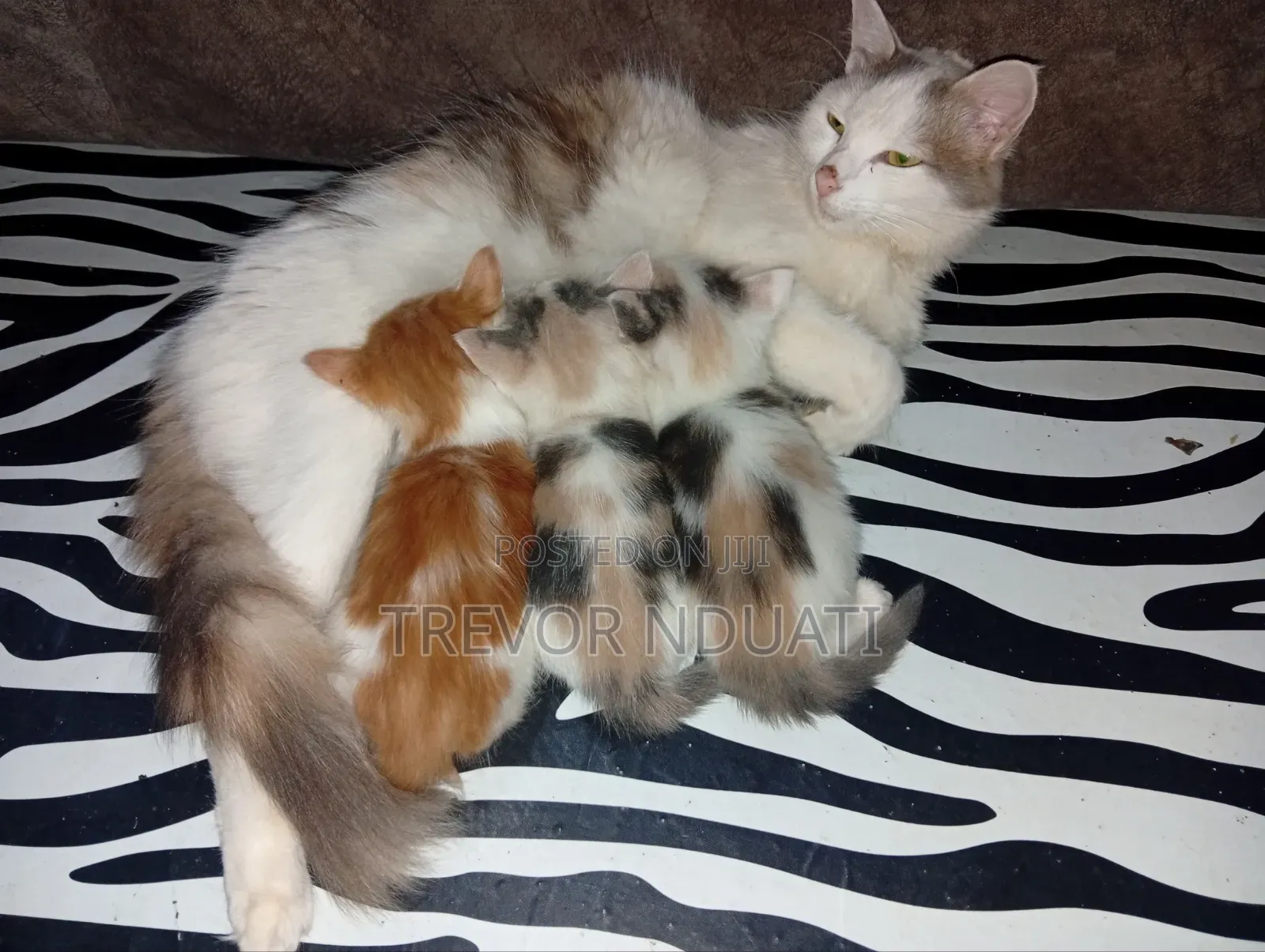 1-3 months Female Mixed Breed Cat