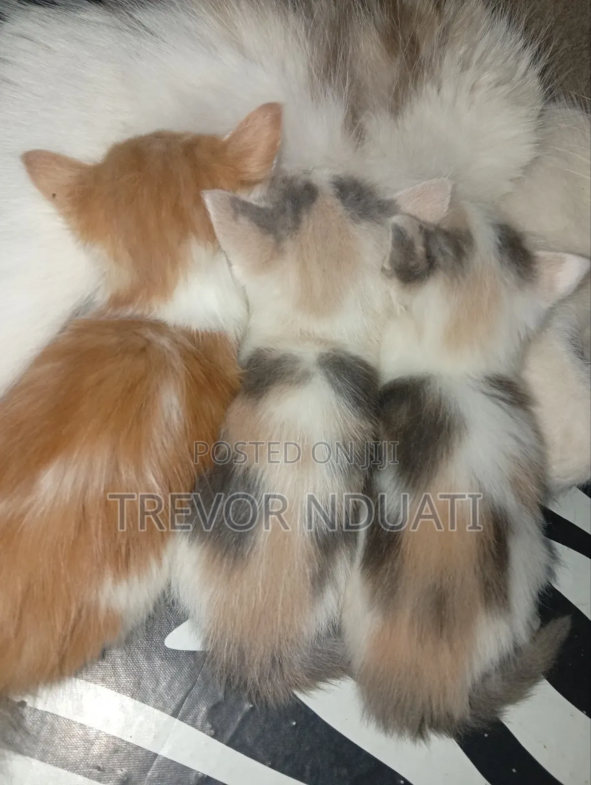 1-3 months Female Mixed Breed Cat