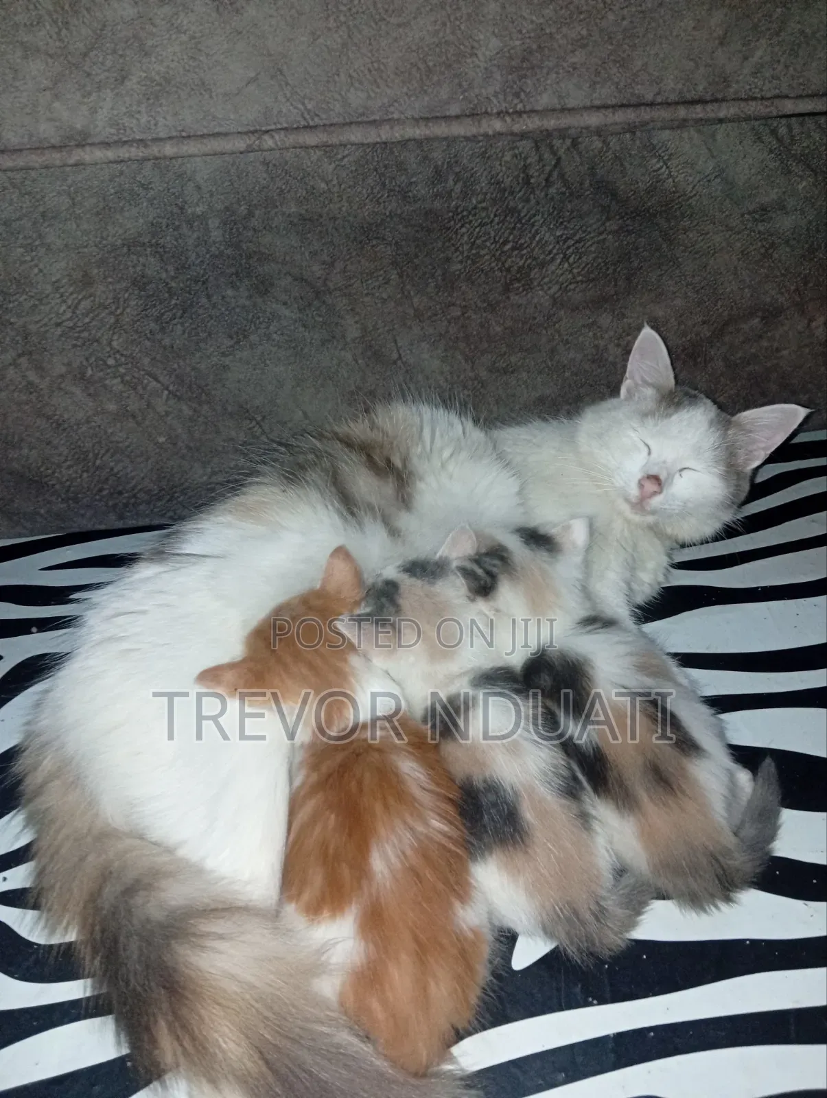 1-3 months Female Mixed Breed Cat