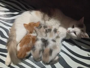 1-3 months Female Mixed Breed Cat