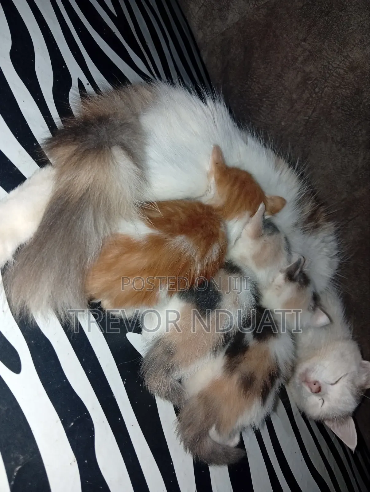1-3 months Female Mixed Breed Cat