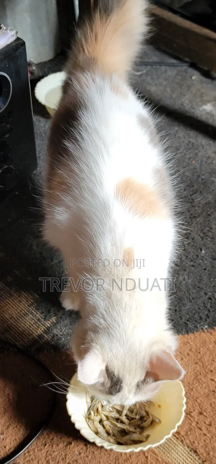 1-3 months Female Mixed Breed Cat