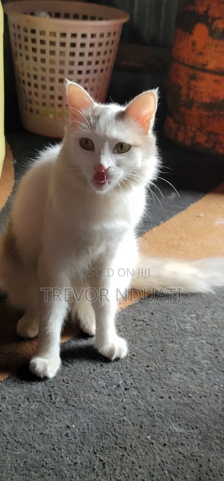 1-3 months Female Mixed Breed Cat