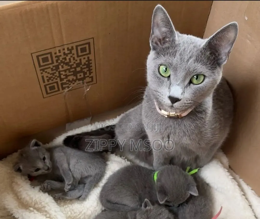 3-6 months Male Purebred Russian Blue