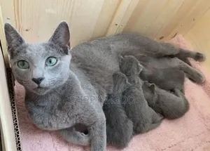 3-6 months Male Purebred Russian Blue