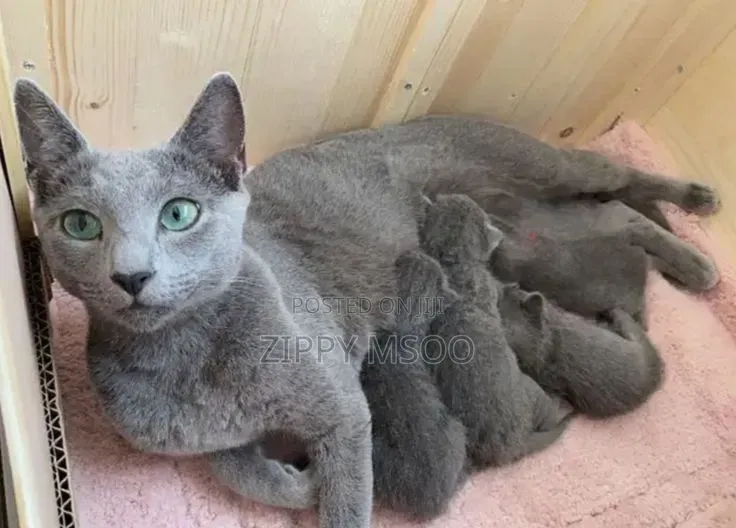3-6 months Male Purebred Russian Blue