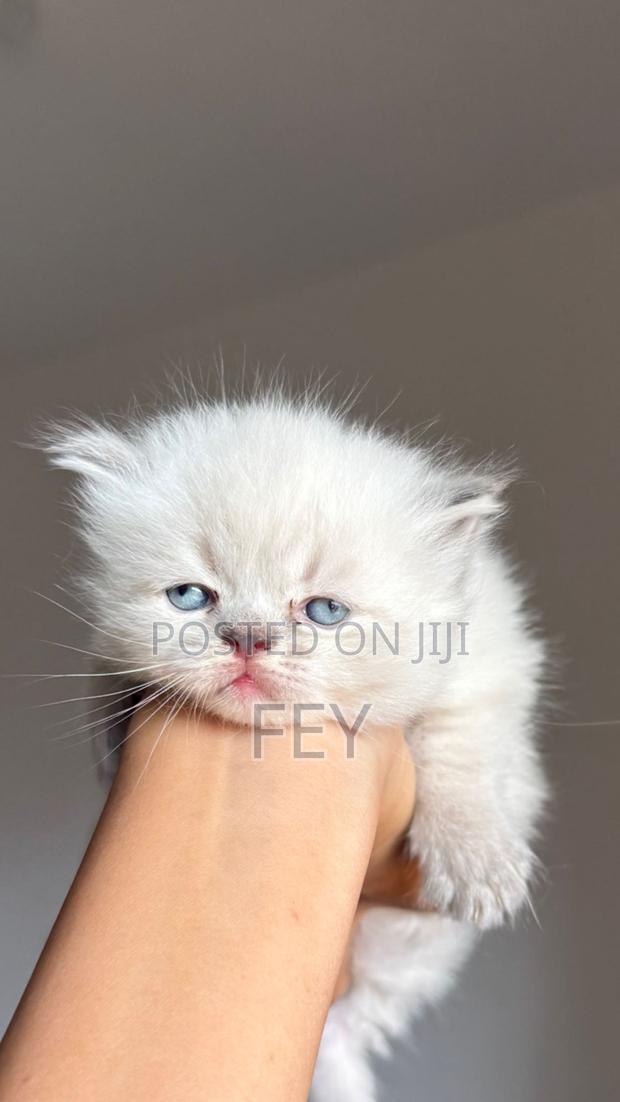 1-3 months Female Purebred Persian
