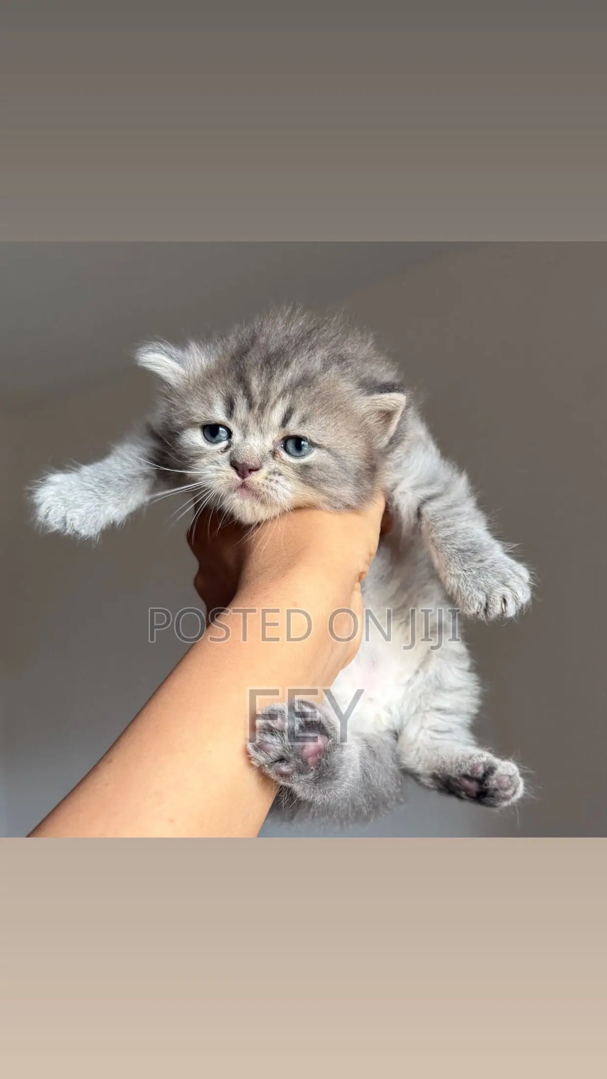 1-3 months Female Purebred Persian