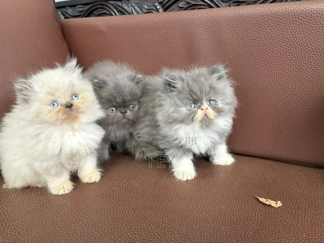 1-3 months Female Purebred Persian