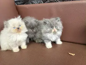 1-3 months Female Purebred Persian