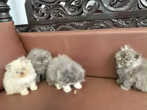 1-3 months Female Purebred Persian
