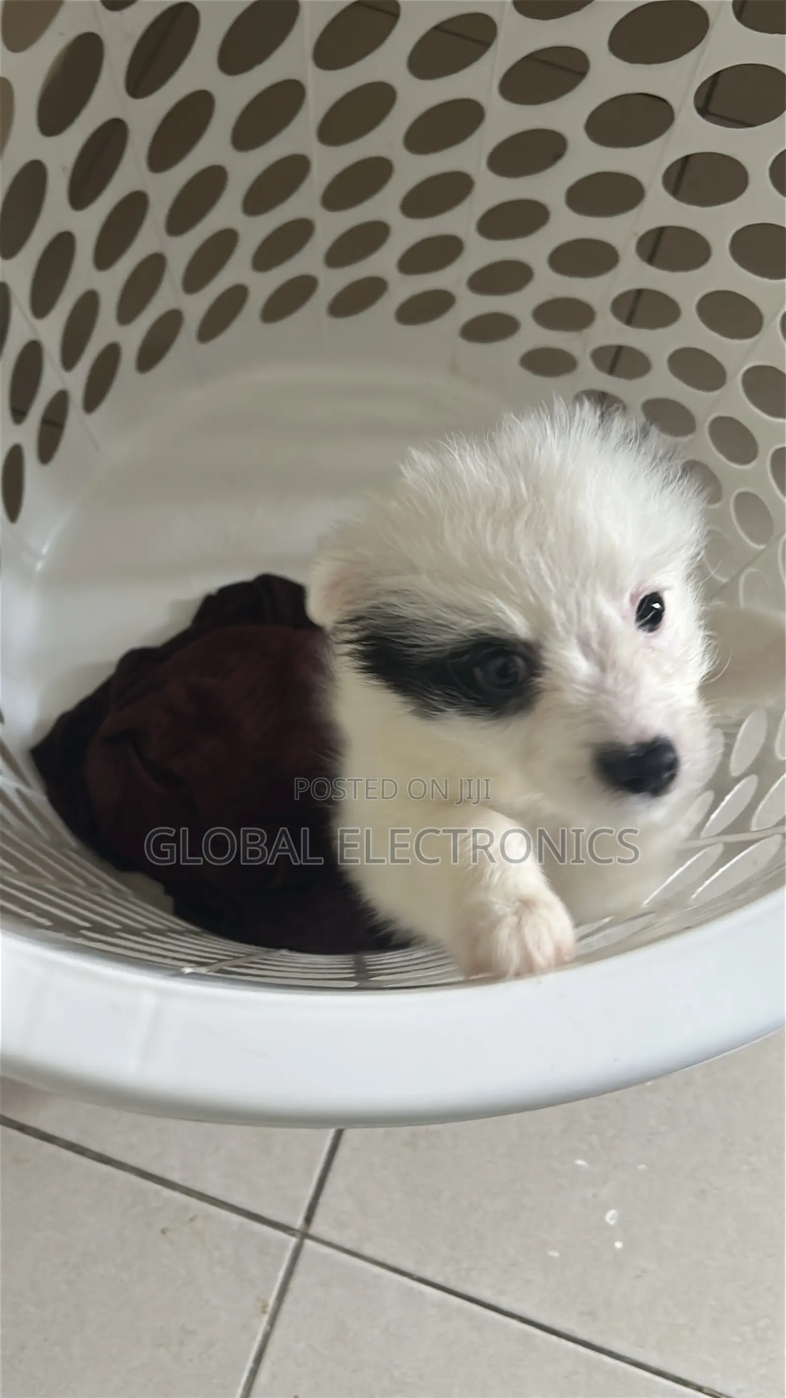 1-3 months Male Mixed Breed Havanese