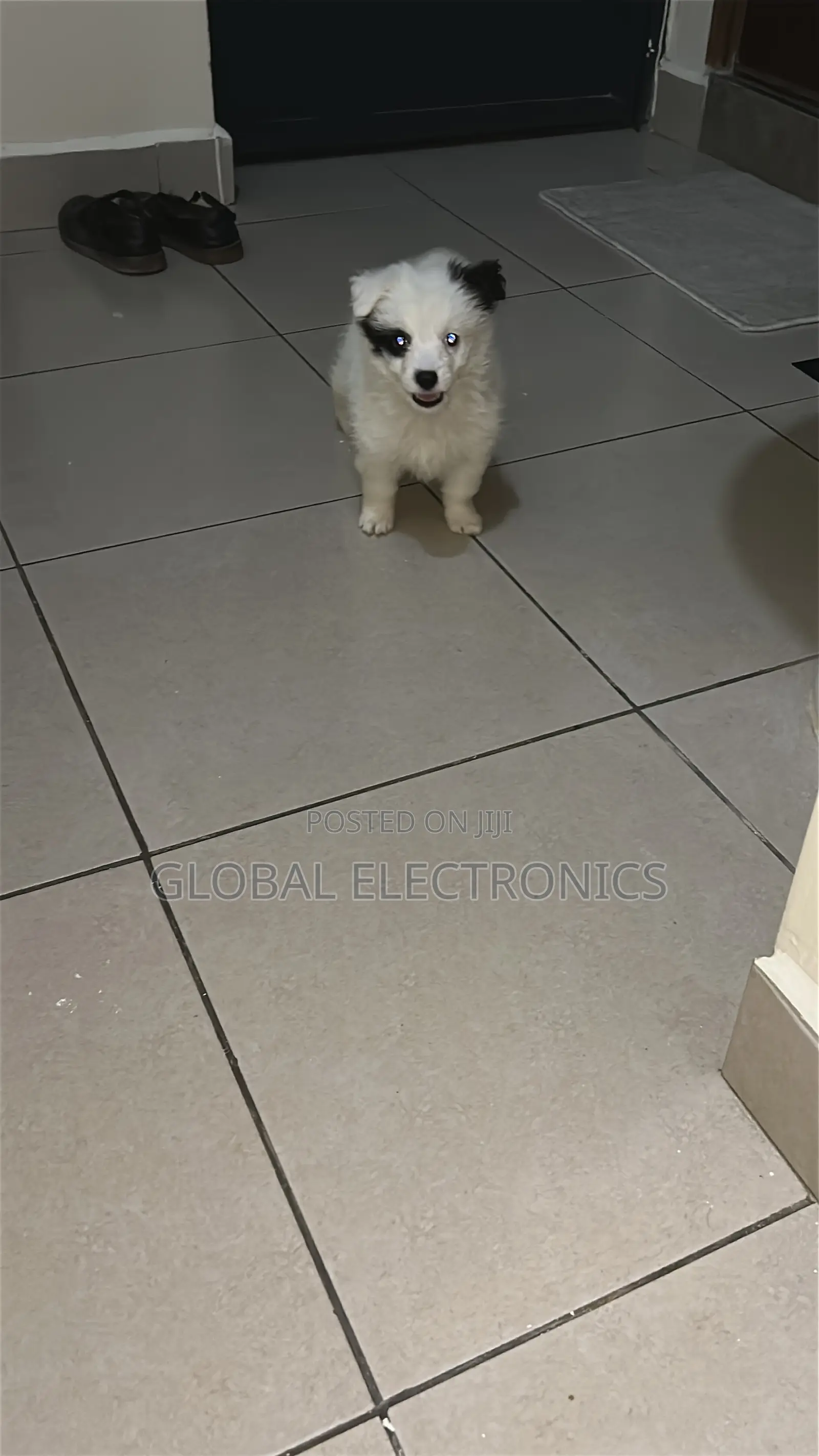 1-3 months Male Mixed Breed Havanese