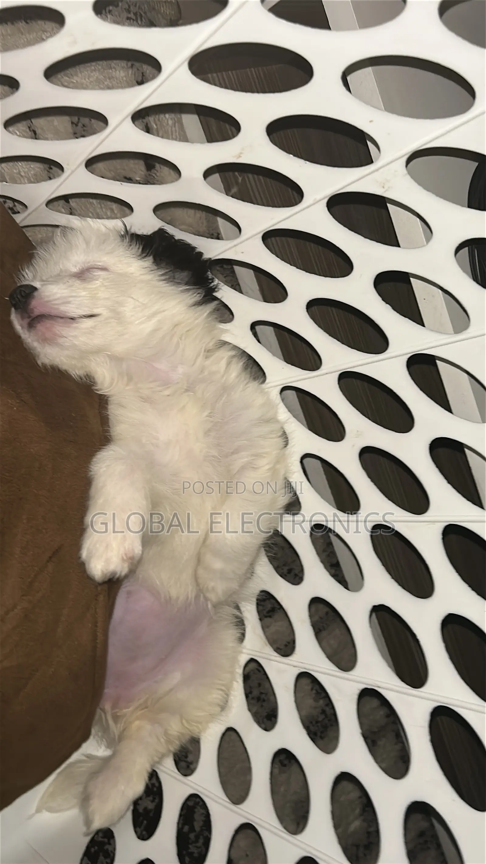 1-3 months Male Mixed Breed Havanese