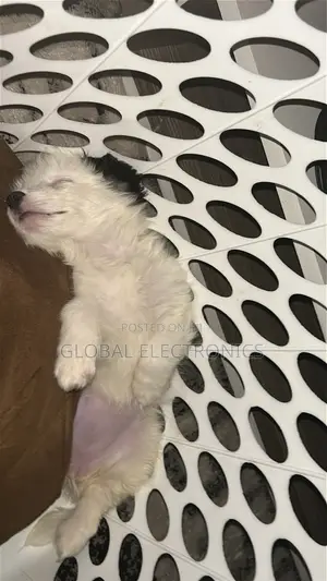 1-3 months Male Mixed Breed Havanese