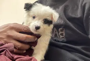 1-3 months Male Mixed Breed Havanese