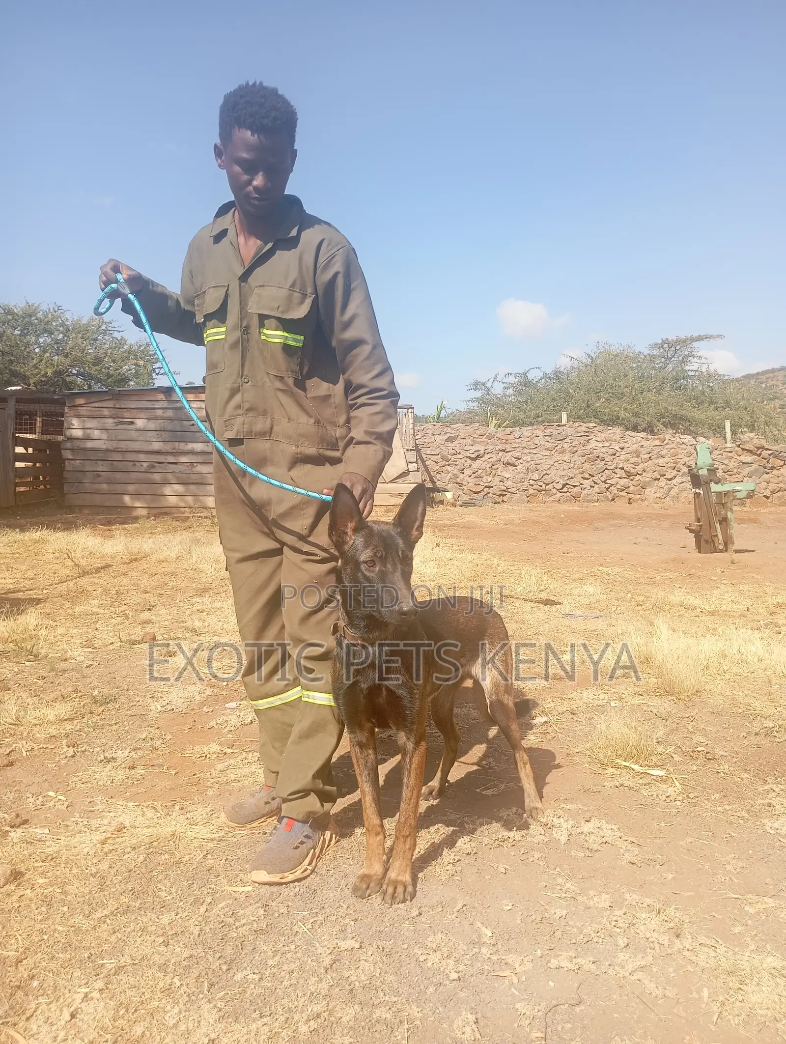 1+ year Male Purebred Belgian Malinois