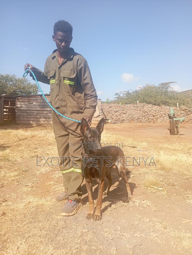 1+ year Male Purebred Belgian Malinois