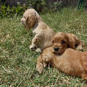 1-3 months Male Purebred Cocker Spaniel