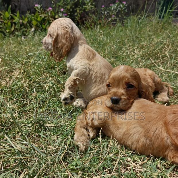1-3 months Male Purebred Cocker Spaniel