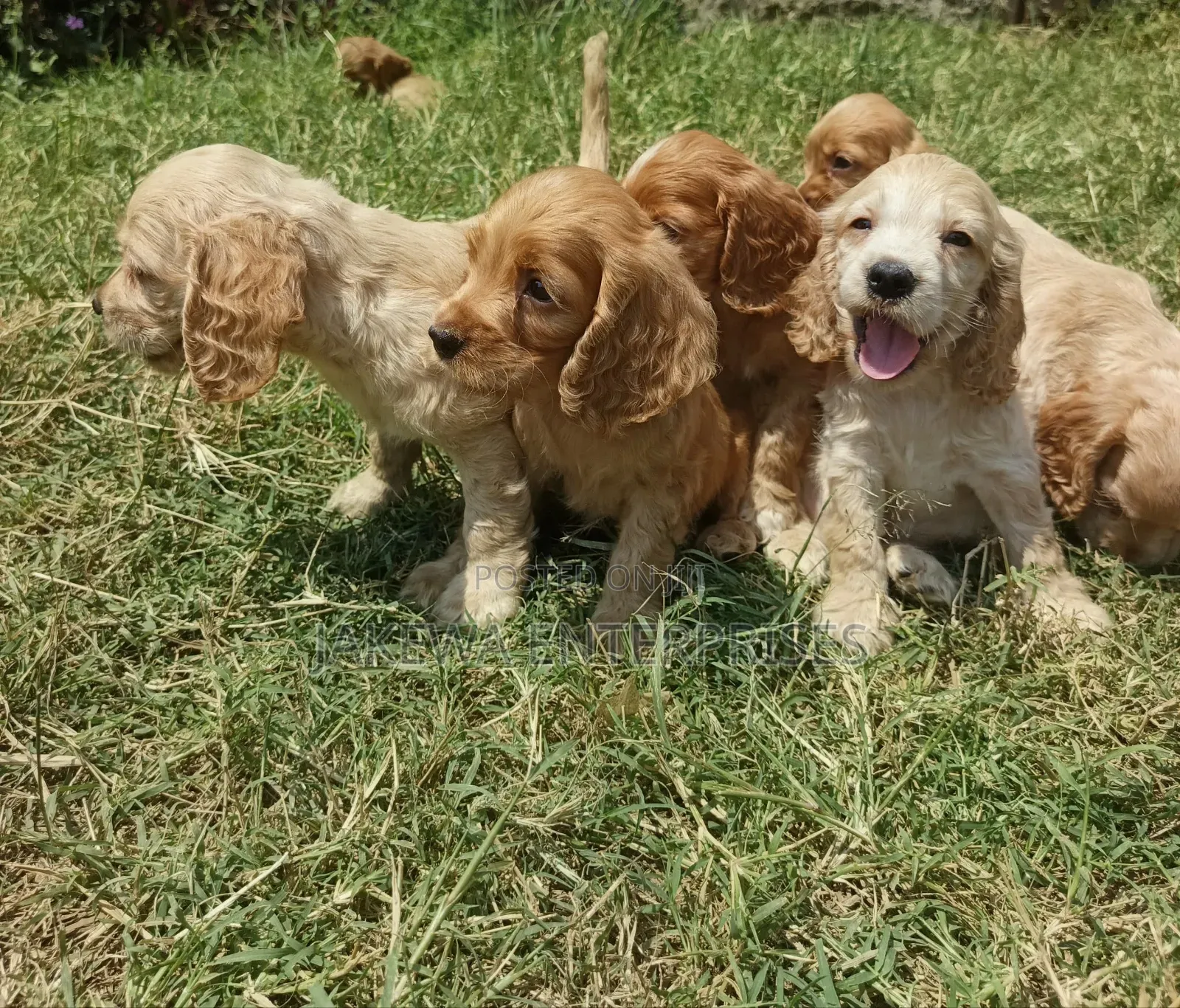 1-3 months Female Purebred Cocker Spaniel