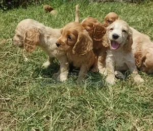 1-3 months Female Purebred Cocker Spaniel