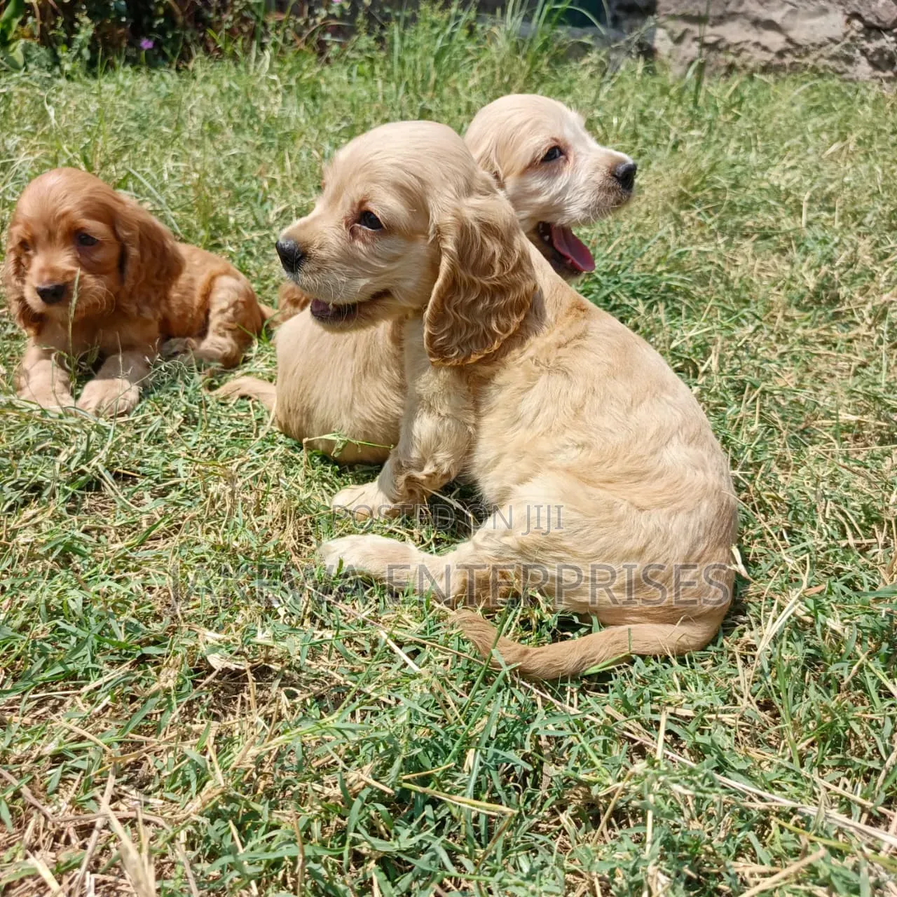 1-3 months Male Purebred Cocker Spaniel
