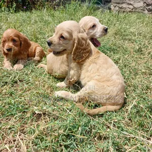 1-3 months Male Purebred Cocker Spaniel