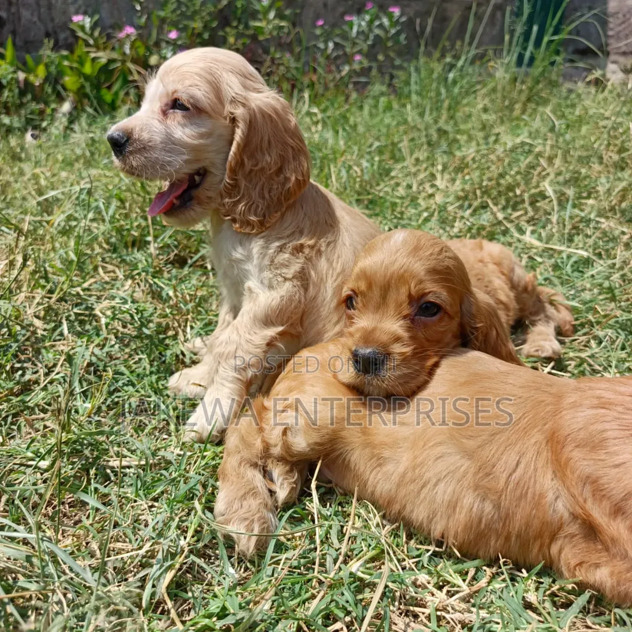 1-3 months Female Purebred Cocker Spaniel