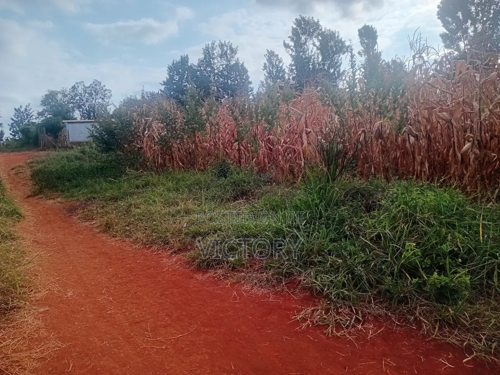 Embu Muthatari 50*100