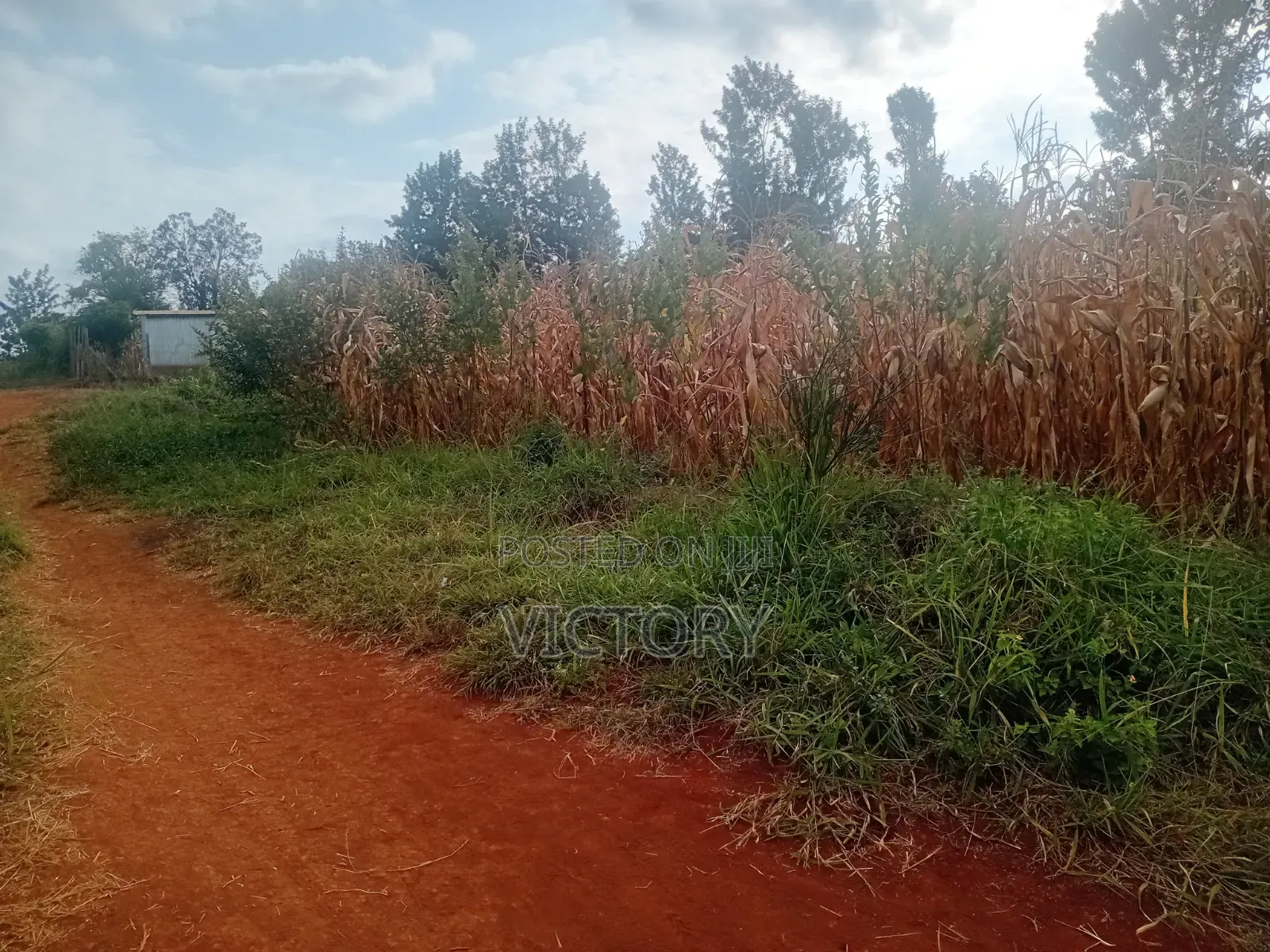 Embu Muthatari 50*100