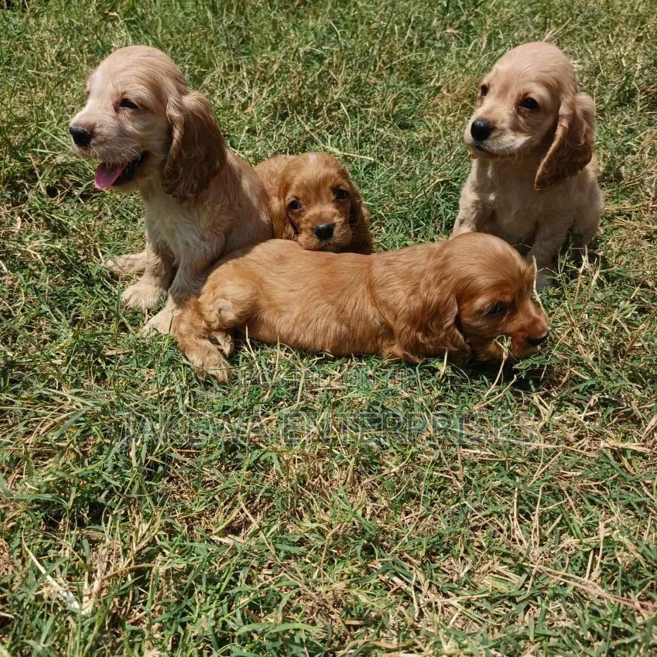 1-3 months Female Purebred Cocker Spaniel