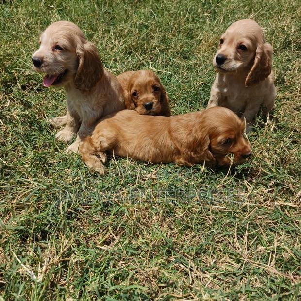 1-3 months Female Purebred Cocker Spaniel