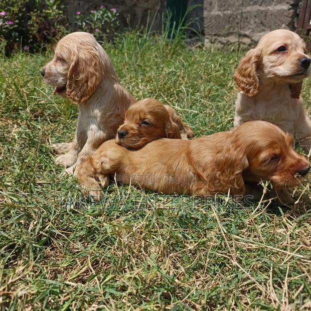 1-3 months Male Purebred Cocker Spaniel