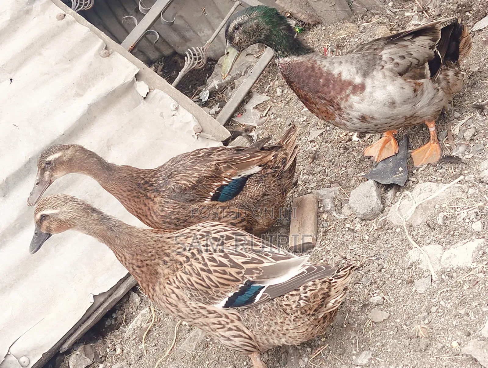 Rouen Ducks Mature