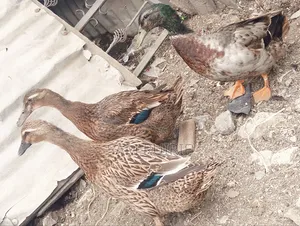 Rouen Ducks Mature