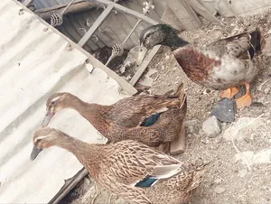 Rouen Ducks Mature